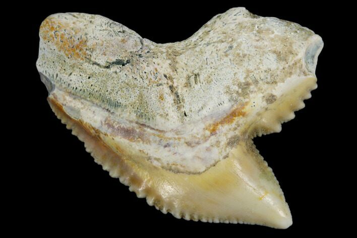 Fossil Tiger Shark Tooth - Bone Valley, Florida #113874